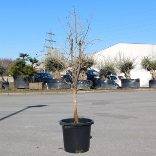 Granatapfelbaum "Punica Granatum" 120-130cm