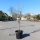 Granatapfelbaum "Punica Granatum" 120-130cm
