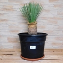 Yucca Rostrata, +/-15cm Stamm, +/-70cm hoch (Nr.1)