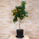 Calamondin  Orange "Citrus Mitis" 80-90cm