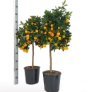 Calamondin  Orange "Citrus Mitis" 80-90cm