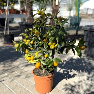 Kumquat 120cm