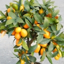 Zwergorange, Kumquat "Fortunella Margarita" 70cm