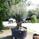 Olivenbaum Hojiblanca Nr. 13 "Olea Europaea" 146cm Stammumfang