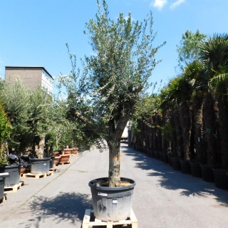 Olivenbaum "Olea Europaea" (Nr.3) 53cm Stammu. Verzweigt +/-280cm