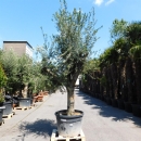 Olivenbaum "Olea Europaea" (Nr.3) 53cm Stammu....