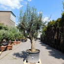 Olivenbaum "Olea Europaea" (Nr.8) 55cm Stammu....