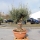 Olivenbaum Tarrina 39