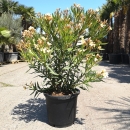 Oleander "Nerium Oleander", gelb/creme 90-100cm