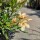 Oleander "Nerium Oleander", gelb/creme 90-100cm