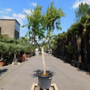 Granatapfelbaum "Punica Granatum" +/-220cm
