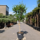 Granatapfelbaum "Punica Granatum" +/-220cm
