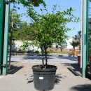 Granatapfelbaum "Punica Granatum" 140-150cm (Nr.1.3)