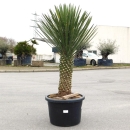 Yucca Filifera 75cm Stamm -  +/- 150cm hoch (Nr. 3)