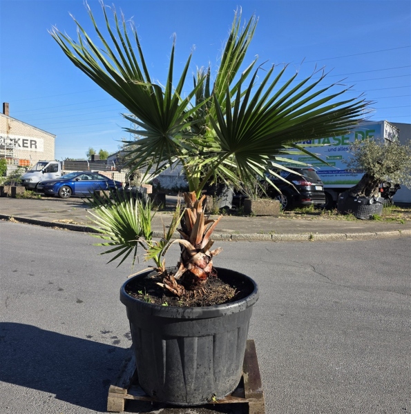 Fächerpalme "Washingtonia Robusta Gruppe" +/-200cm (Nr.2)