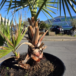 Fächerpalme "Washingtonia Robusta Gruppe"...