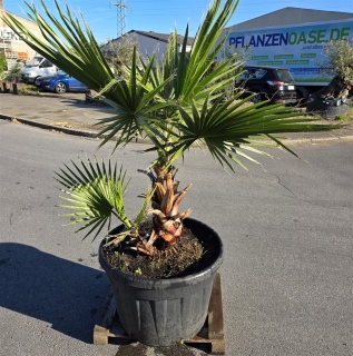 Fächerpalme "Washingtonia Robusta Gruppe" +/-200cm (Nr.2)