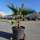 Fächerpalme "Washingtonia Robusta Gruppe" +/-200cm (Nr.2)
