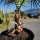 Fächerpalme "Washingtonia Robusta Gruppe" +/-200cm (Nr.2)