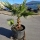 Fächerpalme "Washingtonia Robusta Gruppe" +/-200cm (Nr.2)