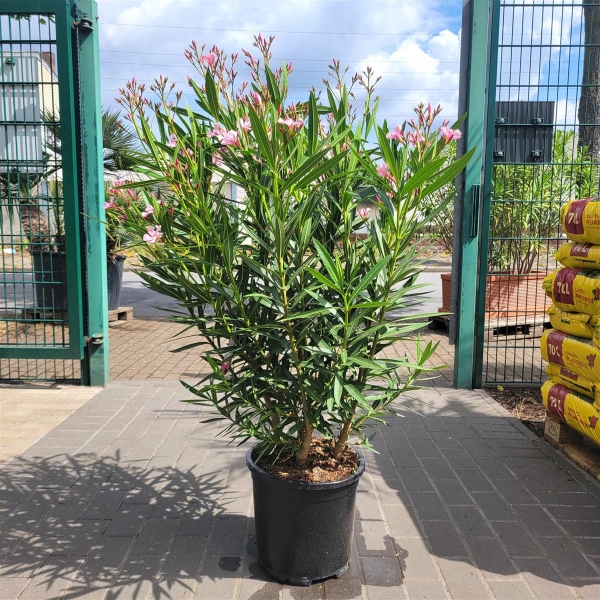 Oleander "Nerium Oleander" rosa +/-110cm