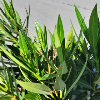 Oleander "Nerium Oleander" rosa +/-110cm