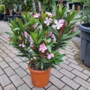 Oleander "Nerium Oleander" rosa 70-80cm