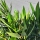 Oleander "Nerium Oleander" rosa +/-110cm