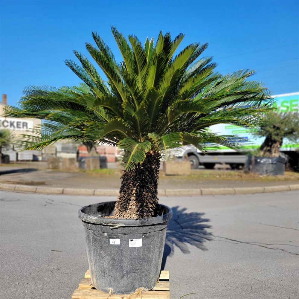 Cycas Revoluta Standort