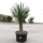 Yucca Filifera 45cm Stamm -  +/- 160cm hoch (Nr. 3)