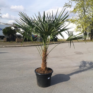 Hanfpalme "Trachycarpus Fortunei" +/-50cm Stammhöhe