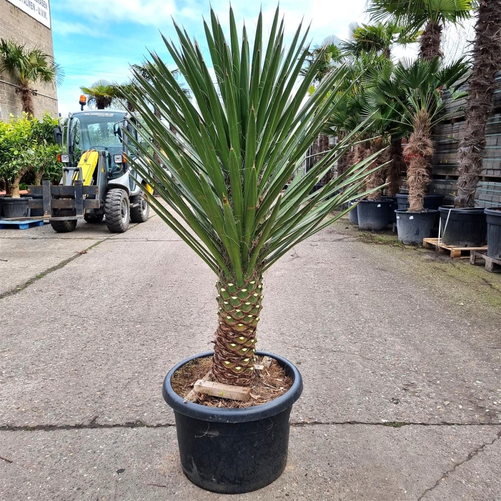 Yucca Filifera online kaufen I Pflanzenoase Oberhausen
