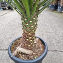 Yucca Filifera 50cm Stamm -  +/- 160cm hoch (Nr. 4)