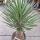 Yucca Filifera 50cm Stamm -  +/- 160cm hoch (Nr. 4)