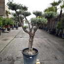 Olivenbaum "Olea Europaea" (Nr.6) Tellerschnitt 200cm hoch