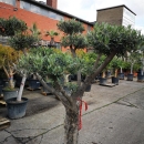 Olivenbaum "Olea Europaea" (Nr.6) Tellerschnitt...