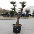 Olivenbaum "Olea Europaea" (Nr.2) Tellerschnitt 190cm hoch