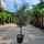 Olivenbaum "Olea Europaea" 30-40cm Stammu. 160-180cm hoch