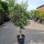 Olivenbaum "Olea Europaea" 30-40cm Stammu. 160-180cm hoch