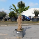 Hanfpalme "Trachycarpus Wagnerianus" 60cm...