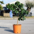 Zitronenbaum Citrus Meyeri +/-70cm