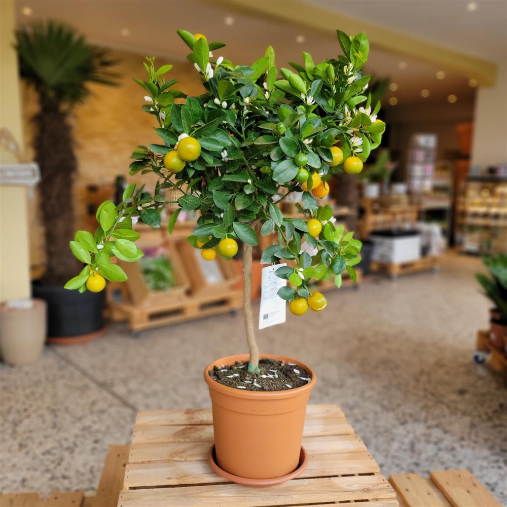 Calamondin Orange 60cm kaufen bei Pflanzenoase - Dein Shop fr Rollra