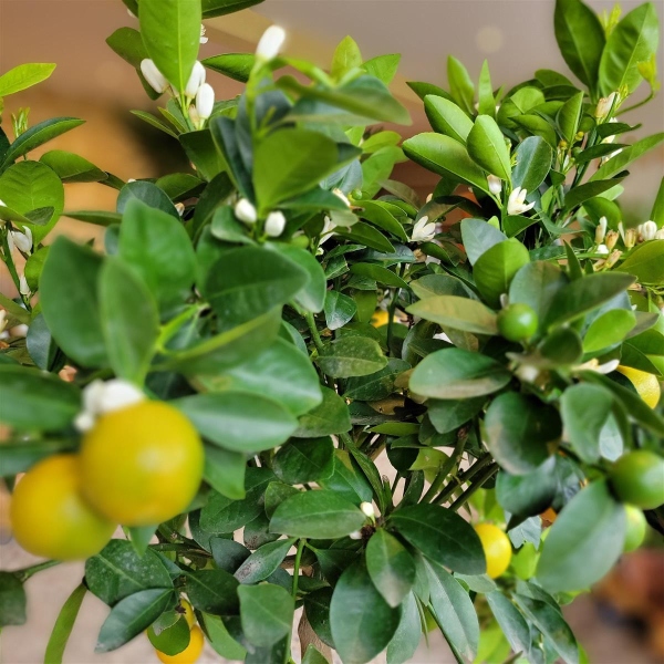 Calamondin Orange 60cm kaufen bei Pflanzenoase - Dein Shop fr Rollra