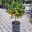 Calamondin  Orange "Citrus Mitis" +/-60cm