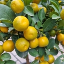 Calamondin  Orange "Citrus Mitis" +/-60cm