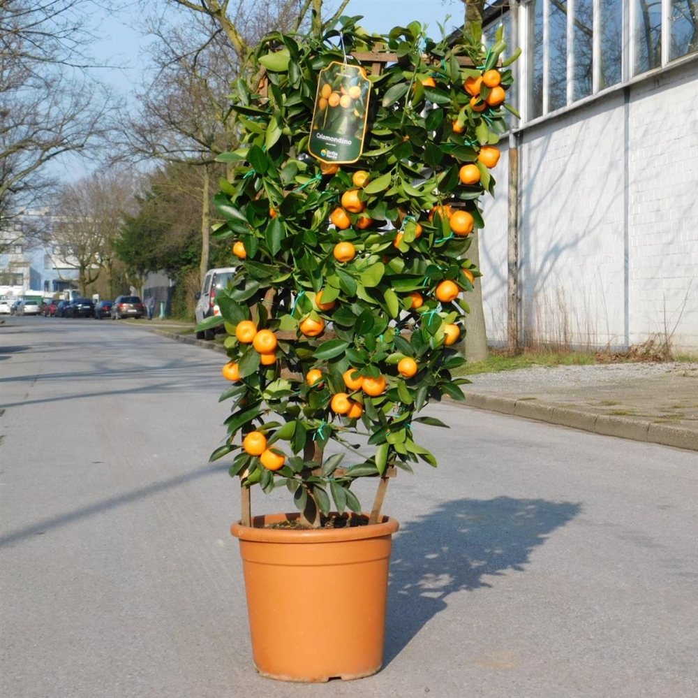 sale künstliche weihnachtsbäume Künstlicher Weihnachtsbaum für Weihnachten-Dekoration, 120 cm main image 0
