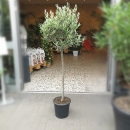 Olivenbaum "Olea Europaea" Hochstamm +/-150cm