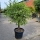 Olivenbaum "Olea Europaea" 20-30cm Stammu. 160-180cm hoch