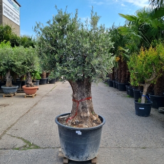 Olivenbaum "Olea Europaea" (Nr.18) 54cm Stammu. Verzweigt +/-230cm
