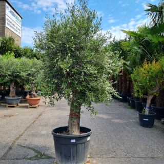 Olivenbaum "Olea Europaea" (Nr.19) 48cm Stammu. Verzweigt +/-230cm